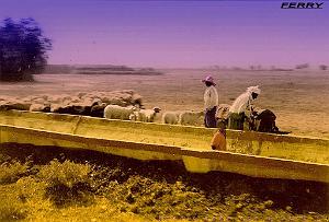 FERRY CANAL IRRIGATION